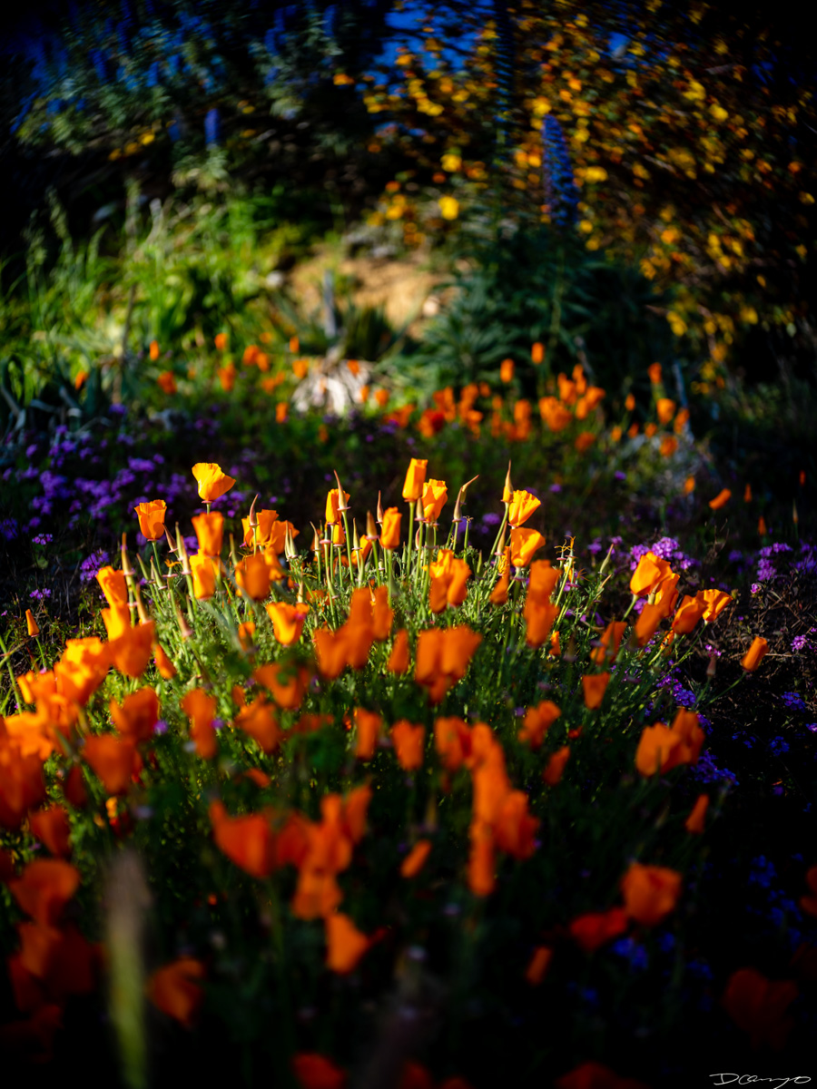 Pretty things that I wanted to take pictures of around Berkeley in 2023.
